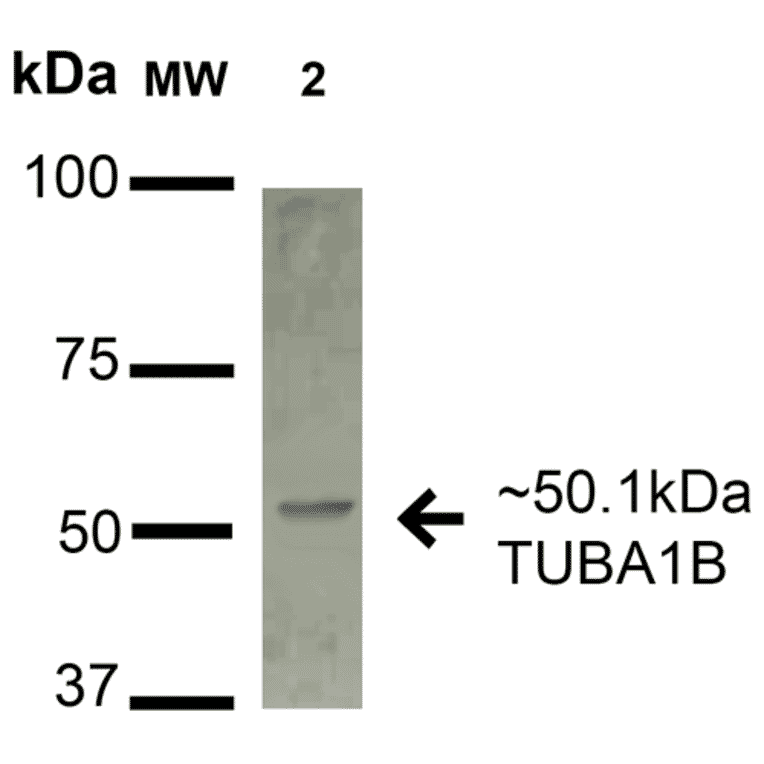Western Blot - Anti-alpha Tubulin Antibody (A304857) - Antibodies.com