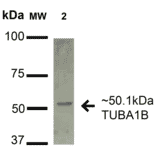 Western Blot - Anti-alpha Tubulin Antibody (A304857) - Antibodies.com
