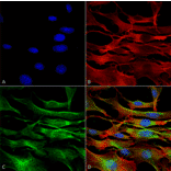 Immunocytochemistry/Immunofluorescence - Anti-alpha Tubulin Antibody (A304857) - Antibodies.com