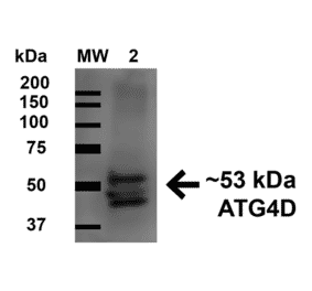 Western Blot - Anti-ATG4D Antibody (A304858) - Antibodies.com