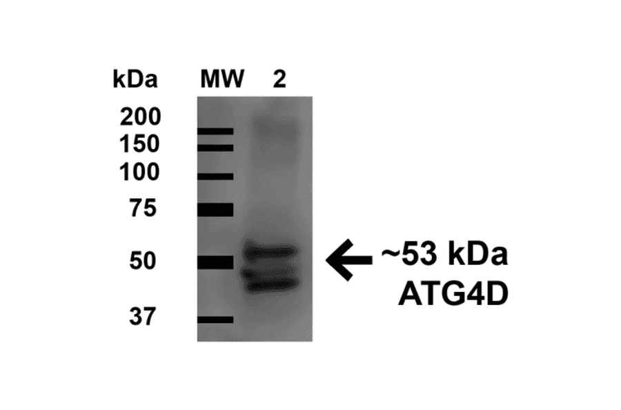 Western Blot - Anti-ATG4D Antibody (A304858) - Antibodies.com