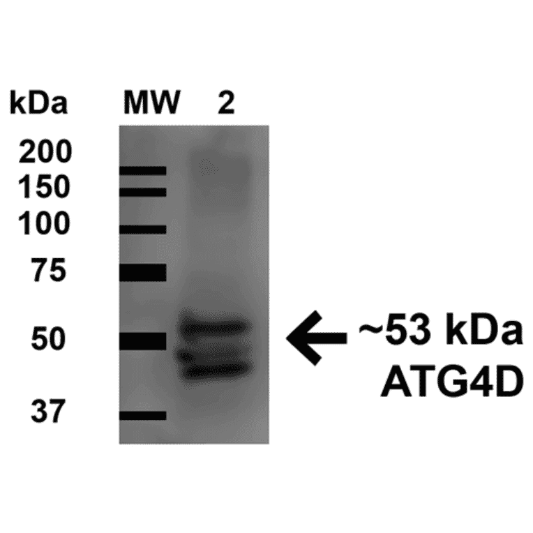 Western Blot - Anti-ATG4D Antibody (A304858) - Antibodies.com