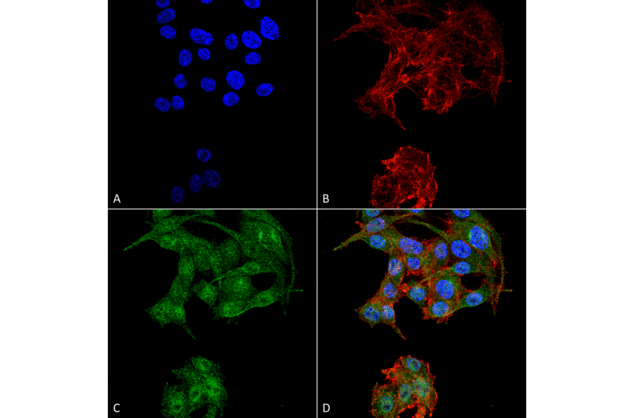 Immunocytochemistry/Immunofluorescence - Anti-ATG4D Antibody (A304858) - Antibodies.com