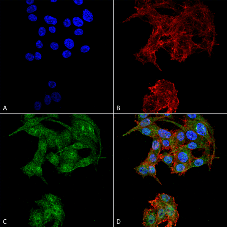 Immunocytochemistry/Immunofluorescence - Anti-ATG4D Antibody (A304858) - Antibodies.com