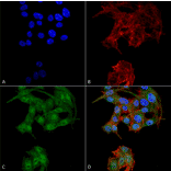 Immunocytochemistry/Immunofluorescence - Anti-ATG4D Antibody (A304858) - Antibodies.com