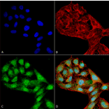 Immunocytochemistry/Immunofluorescence - Anti-WIPI2 Antibody (A304859) - Antibodies.com