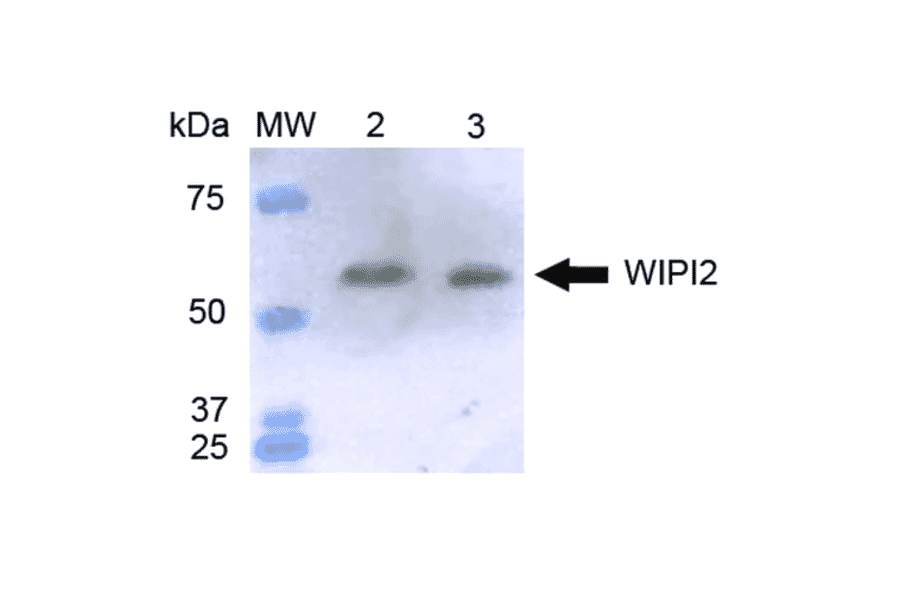 Western Blot - Anti-WIPI2 Antibody (A304859) - Antibodies.com