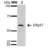 Western Blot - Anti-ERp57 Antibody [4F9] (A304860) - Antibodies.com