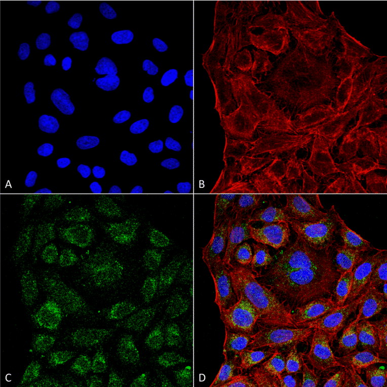 Immunocytochemistry/Immunofluorescence - Anti-ERp57 Antibody [4F9] (A304860) - Antibodies.com