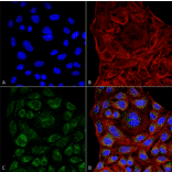 Immunocytochemistry/Immunofluorescence - Anti-ERp57 Antibody [4F9] (A304860) - Antibodies.com