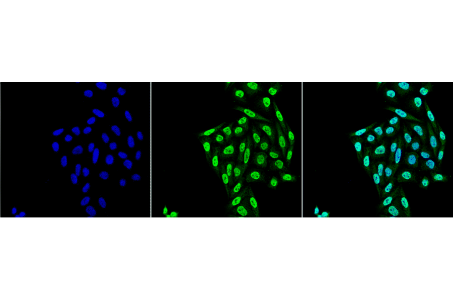 Immunocytochemistry/Immunofluorescence - Anti-PP-T Antibody [12F7] (A304861) - Antibodies.com