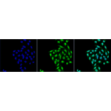 Immunocytochemistry/Immunofluorescence - Anti-PP-T Antibody [12F7] (A304861) - Antibodies.com