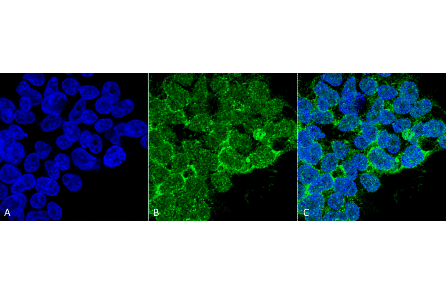 Immunocytochemistry/Immunofluorescence - Anti-PP-T Antibody [12F7] (A304861) - Antibodies.com