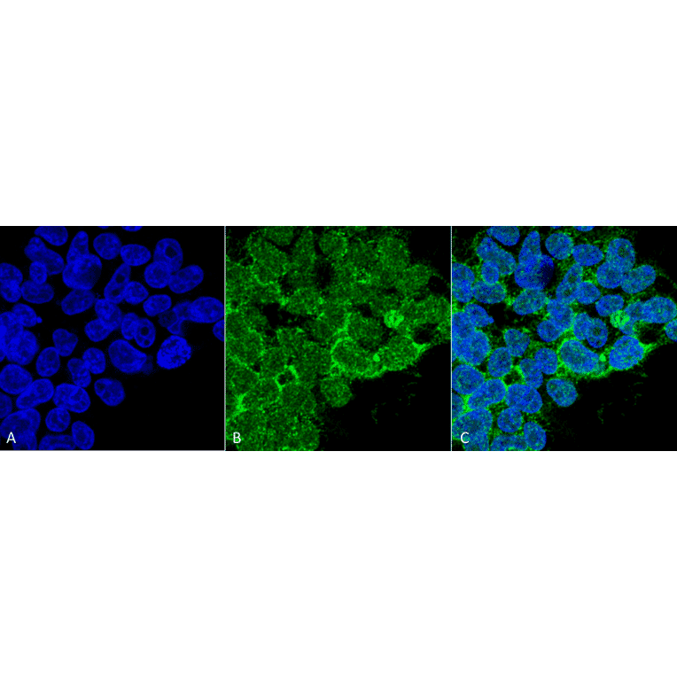 Immunocytochemistry/Immunofluorescence - Anti-PP-T Antibody [12F7] (A304861) - Antibodies.com