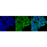 Immunocytochemistry/Immunofluorescence - Anti-PP-T Antibody [12F7] (A304861) - Antibodies.com