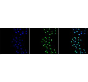 Immunocytochemistry/Immunofluorescence - Anti-PP-T Antibody [2E11] (A304862) - Antibodies.com