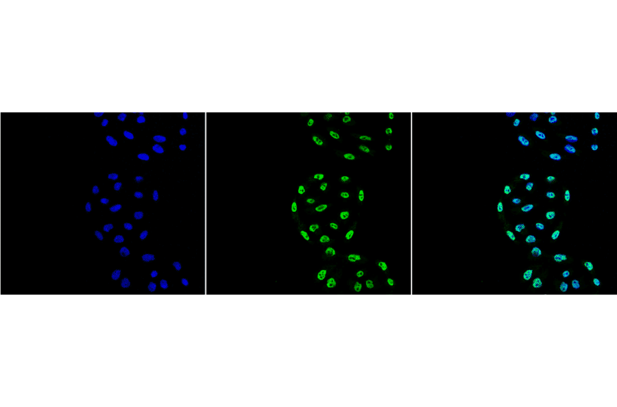 Immunocytochemistry/Immunofluorescence - Anti-PP-T Antibody [2E11] (A304862) - Antibodies.com