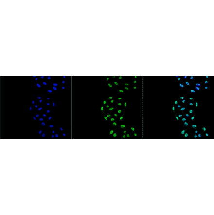 Immunocytochemistry/Immunofluorescence - Anti-PP-T Antibody [2E11] (A304862) - Antibodies.com