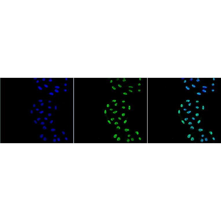 Immunocytochemistry/Immunofluorescence - Anti-PP-T Antibody [2E11] (A304862) - Antibodies.com
