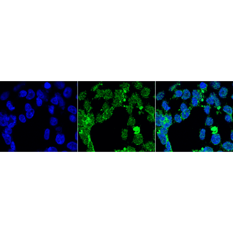 Immunocytochemistry/Immunofluorescence - Anti-PP-T Antibody [2E11] (A304862) - Antibodies.com