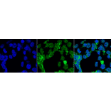 Immunocytochemistry/Immunofluorescence - Anti-PP-T Antibody [2E11] (A304862) - Antibodies.com