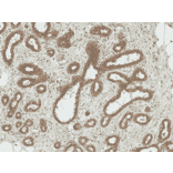 Immunohistochemistry - Anti-ESR1 Antibody (A304863) - Antibodies.com