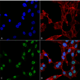 Immunocytochemistry/Immunofluorescence - Anti-ESR1 Antibody (A304863) - Antibodies.com