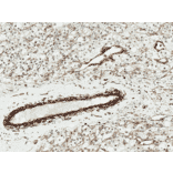 Immunohistochemistry - Anti-NRF2 Antibody (A304864) - Antibodies.com