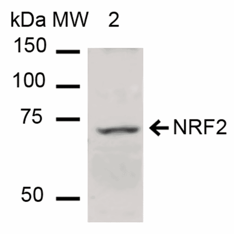 Western Blot - Anti-NRF2 Antibody (A304864) - Antibodies.com