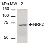 Western Blot - Anti-NRF2 Antibody (A304864) - Antibodies.com