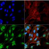 Immunocytochemistry/Immunofluorescence - Anti-NRF2 Antibody (A304864) - Antibodies.com
