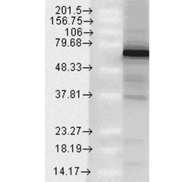 Western Blot - Anti-TRAP1 Antibody [Trap1-6] (A304865) - Antibodies.com
