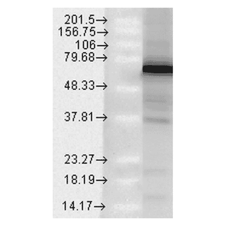 Western Blot - Anti-TRAP1 Antibody [Trap1-6] (A304865) - Antibodies.com