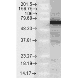 Western Blot - Anti-TRAP1 Antibody [Trap1-6] (A304865) - Antibodies.com