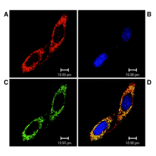 Immunocytochemistry/Immunofluorescence - Anti-TRAP1 Antibody [Trap1-6] (A304865) - Antibodies.com