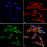 Immunocytochemistry/Immunofluorescence - Anti-Rubicon / Baron Antibody (A304866) - Antibodies.com