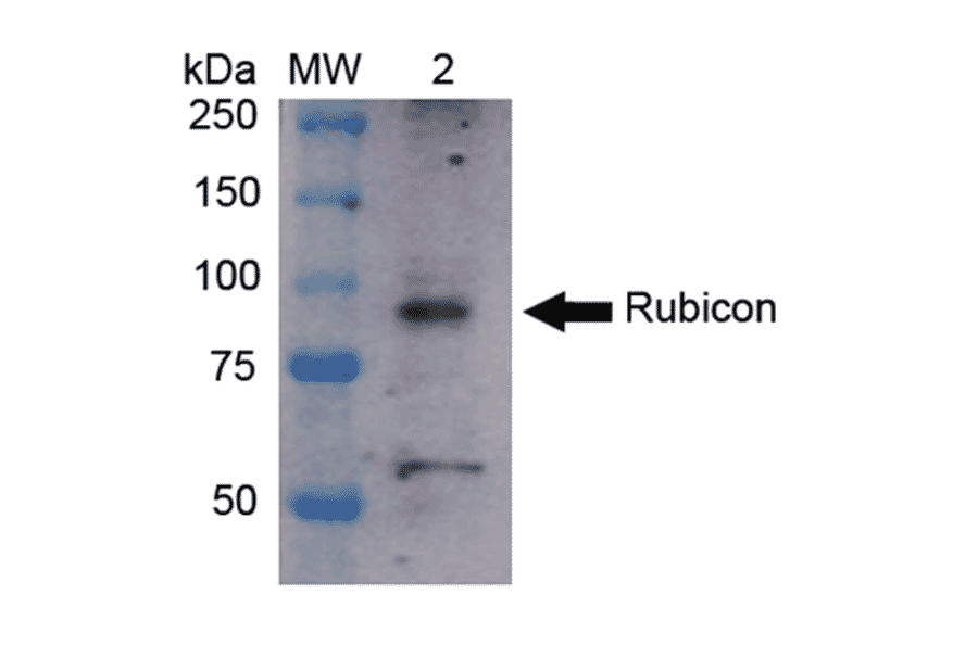 Western Blot - Anti-Rubicon / Baron Antibody (A304866) - Antibodies.com