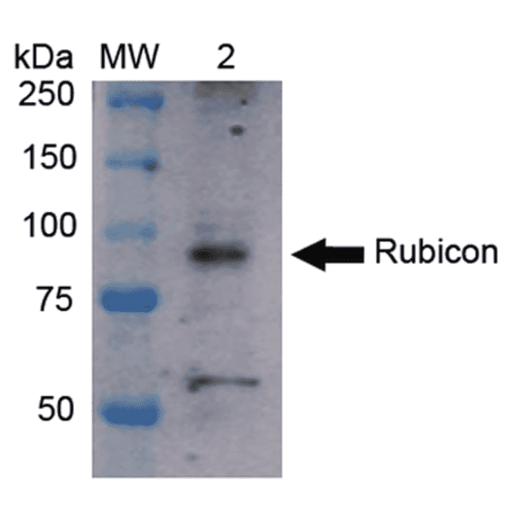 Western Blot - Anti-Rubicon / Baron Antibody (A304866) - Antibodies.com