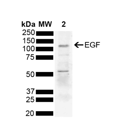Western Blot - Anti-EGF Antibody (A304868) - Antibodies.com