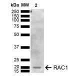 Western Blot - Anti-Rac1 Antibody (A304869) - Antibodies.com