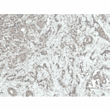 Immunohistochemistry - Anti-CREBBP Antibody (A304870) - Antibodies.com