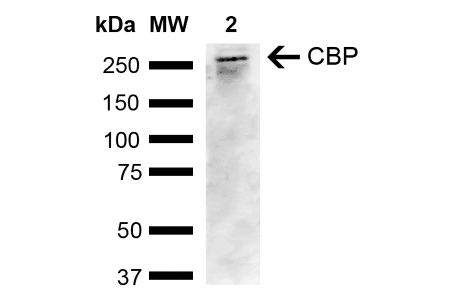 Western Blot - Anti-CREBBP Antibody (A304870) - Antibodies.com