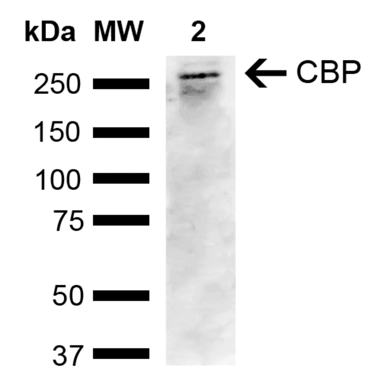 Western Blot - Anti-CREBBP Antibody (A304870) - Antibodies.com