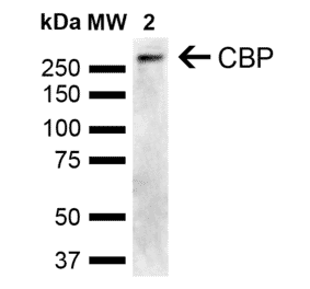 Western Blot - Anti-CREBBP Antibody (A304871) - Antibodies.com
