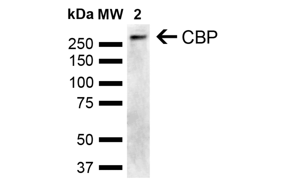 Western Blot - Anti-CREBBP Antibody (A304871) - Antibodies.com