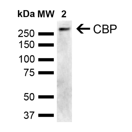 Western Blot - Anti-CREBBP Antibody (A304871) - Antibodies.com