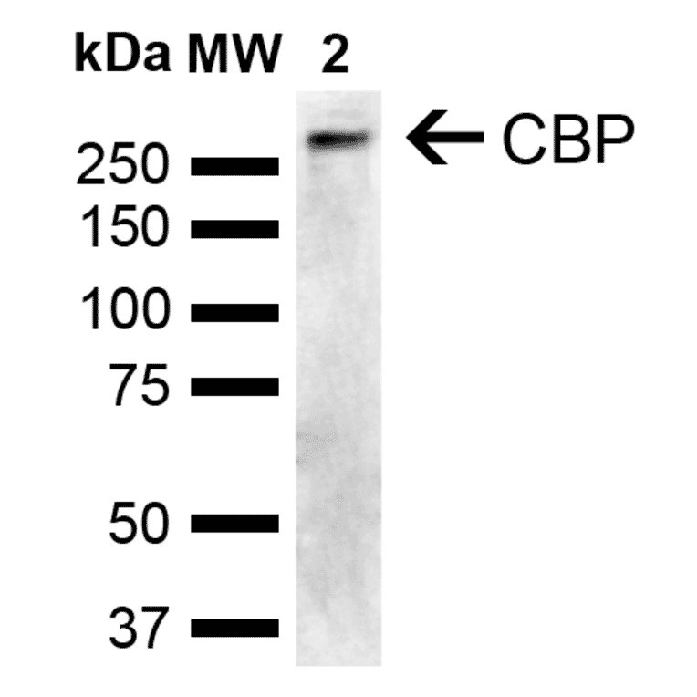 Western Blot - Anti-CREBBP Antibody (A304871) - Antibodies.com