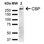 Western Blot - Anti-CREBBP Antibody (A304871) - Antibodies.com