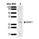 Western Blot - Anti-DKK1 Antibody (A304872) - Antibodies.com