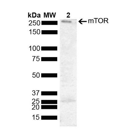 Western Blot - Anti-mTOR Antibody (A304873) - Antibodies.com